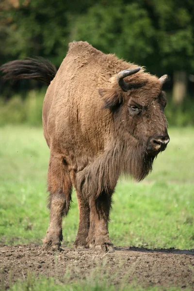 Close Camel — Stock Photo, Image