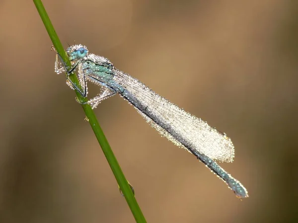 Sparkly Diamond Shone Dragonfly Backlit Can Only Recommend Everyone Something — Stockfoto