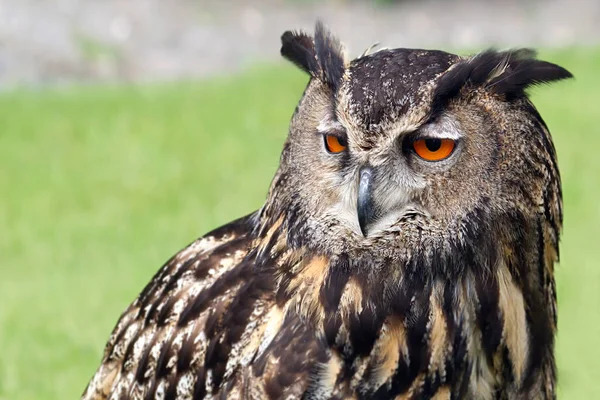 Schilderachtig Uitzicht Prachtige Vogel Natuur — Stockfoto