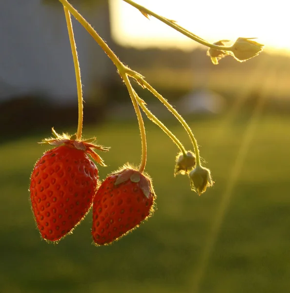 Berries Closeup Shot Healthy Food Concept — Stock Photo, Image