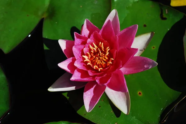Цветок Лотоса Пруд — стоковое фото