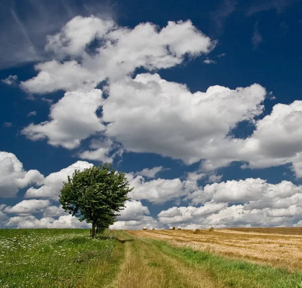 田舎の風景選択的焦点 — ストック写真