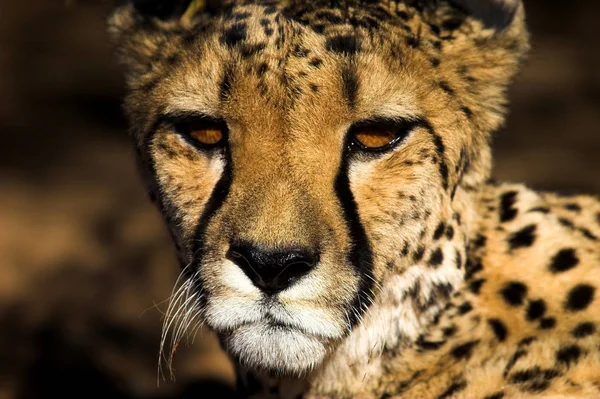 Spotted Cheetah Predator Big Cat — Stock Photo, Image