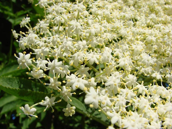 Fleurs Blanches Dans Jardin — Photo