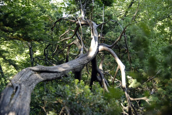 Parque Nacional Llogara — Fotografia de Stock