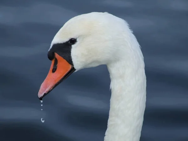 Scenic View Majestic Swan Nature — Stock Photo, Image