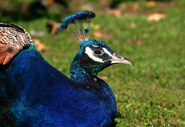 Scenic View Peacock Bird Wild Life – stockfoto