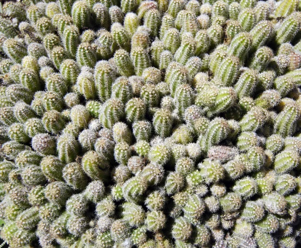 Kaktus Tropische Pflanze Flora — Stockfoto