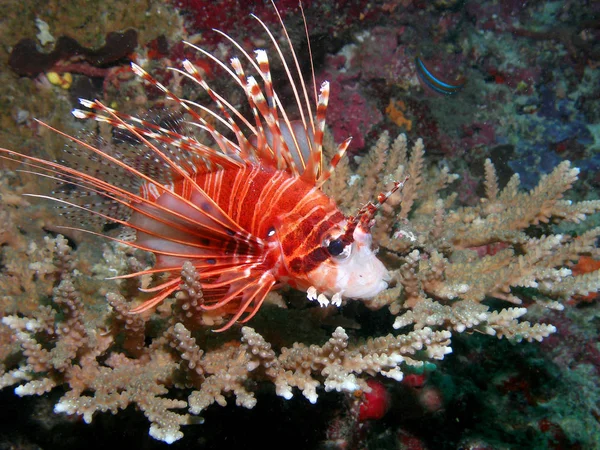 Este Belo Leão Peixe Colocar Uma Mesa Coral Deixe Abordar — Fotografia de Stock