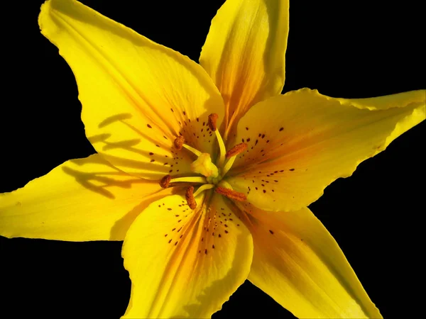 Schöne Blumen Blumiges Konzept Hintergrund — Stockfoto