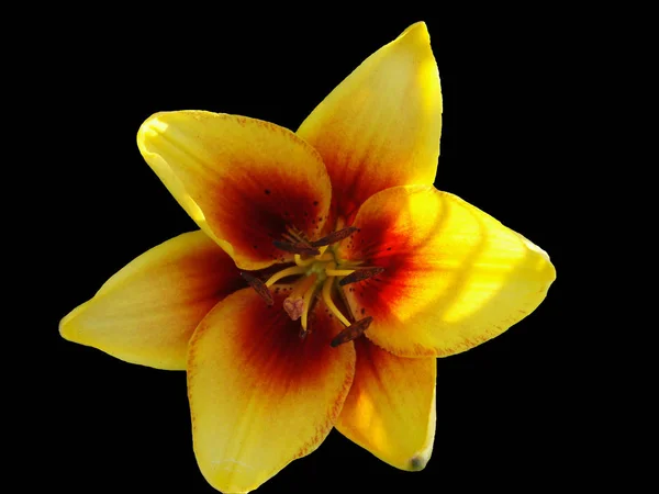Żółty Lilia Kwiat Czarnym Tle — Zdjęcie stockowe