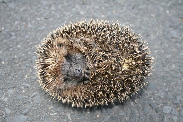 Stekelige Egel Dier Stekelige Egels — Stockfoto