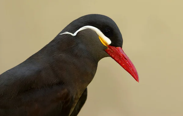 Oiseau Baignade Concept Sauvagerie — Photo