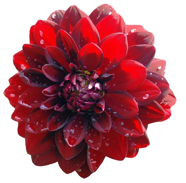 Gyönyörű Virágok Virágos Koncepció Természet Háttér — Stock Fotó