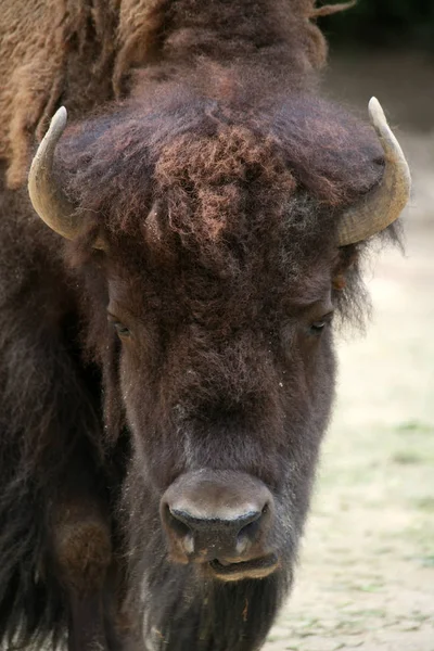 Verschiedene Tiere Selektiver Fokus — Stockfoto