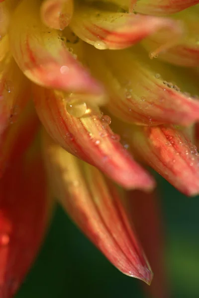 Close View Beautiful Blooming Dahlia — Stock Photo, Image