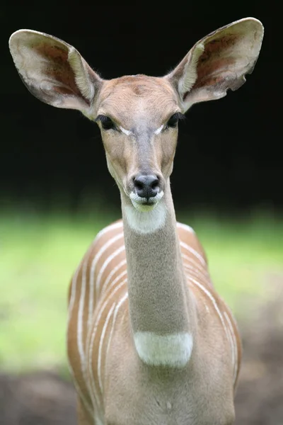 Encerramento Animais Jardim Zoológico — Fotografia de Stock