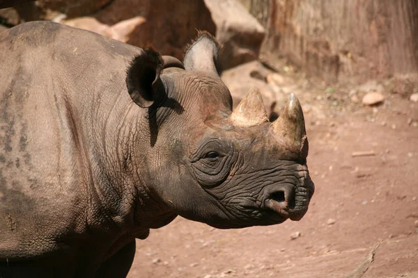 Africké Zvíře Nosorožec Fauna — Stock fotografie