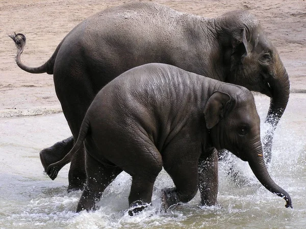 Afrikanska Stora Djur Elefant — Stockfoto