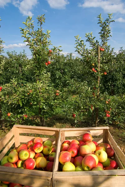 Almatermelés Gyümölcsszüret — Stock Fotó