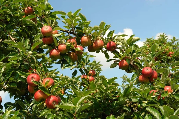 Świeże Dojrzałe Jabłka Zdrowe Odżywianie — Zdjęcie stockowe