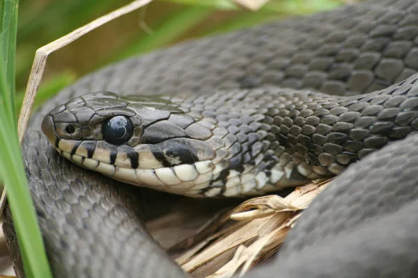 Kígyó Állatvilág Kígyóbőr — Stock Fotó