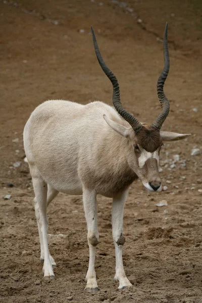 Faune Photographie Animalière — Photo