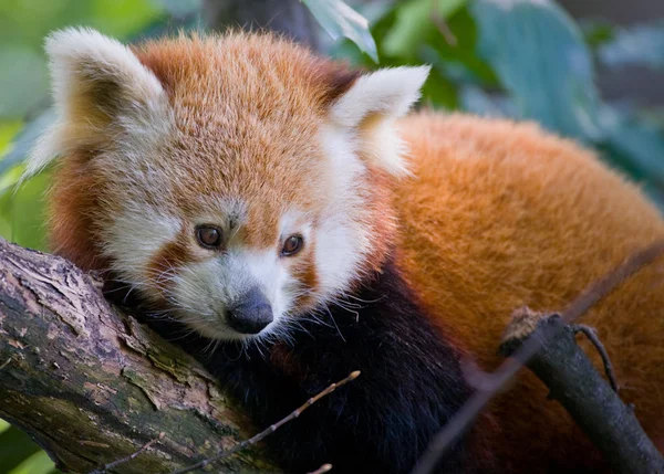 Panda Rojo Ailurus Fulgens — Foto de Stock