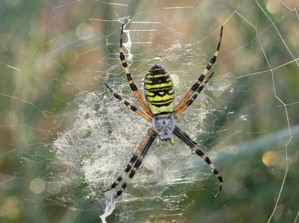 Pavouk Hmyz Dravec Zvíře — Stock fotografie