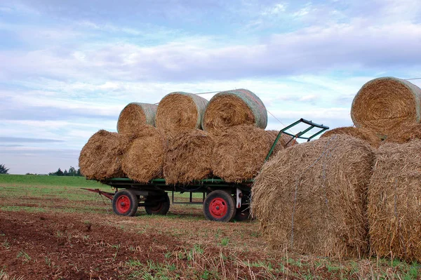 Majsfält Med Balar Jordbruk — Stockfoto