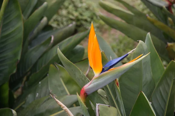 Τροπικό Λουλούδι Στρελίζι Πορτοκάλι Πουλί Του Παραδείσου Λουλούδι — Φωτογραφία Αρχείου
