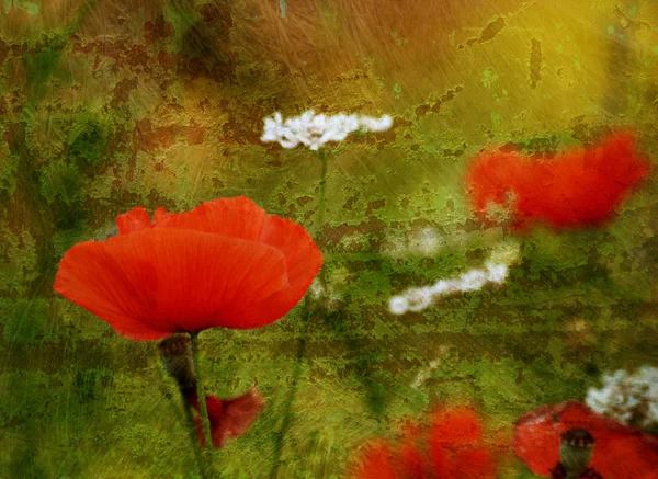 Vue Rapprochée Belles Fleurs Pavot Sauvage — Photo