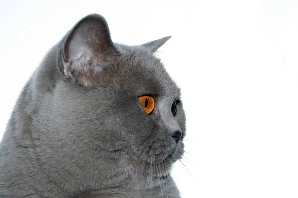 Retrato Gato Bonito — Fotografia de Stock