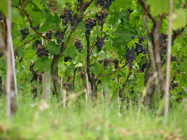 Cachos Uvas Vinha Agrícola — Fotografia de Stock