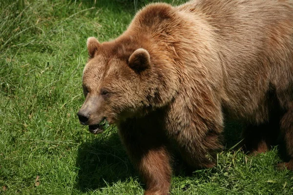 Fauna Animali Selvatici Dell Orso Bruno — Foto Stock