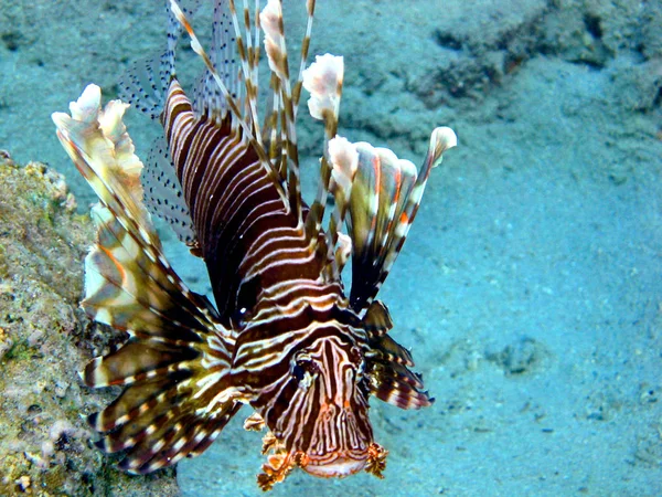 Lionfish Sea Underwater Sea Life — стоковое фото