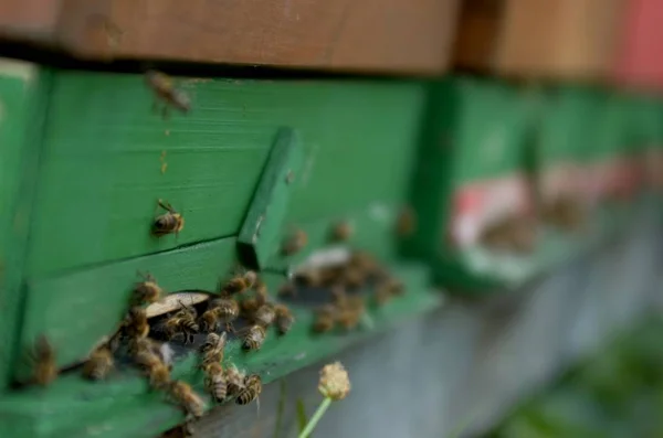 Vista Cerca Los Insectos Naturaleza —  Fotos de Stock