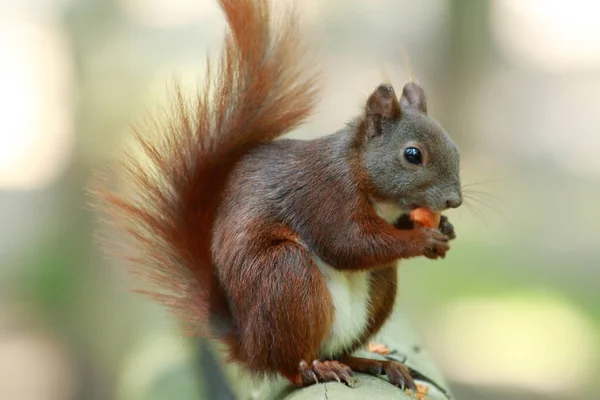 Bonito Esquilo Animal Engraçado Roedor — Fotografia de Stock