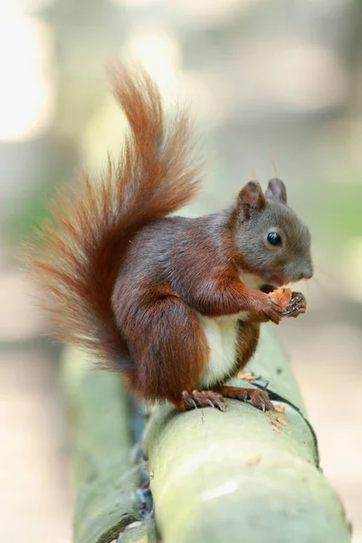 Adorabile Scoiattolo Animale Roditore — Foto Stock