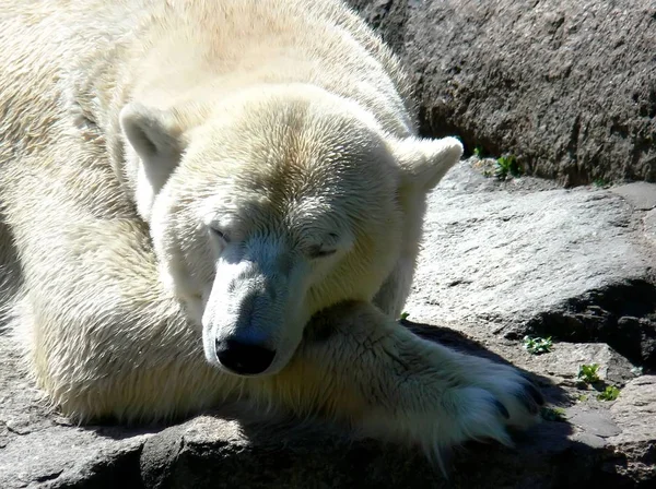 Niedźwiedź Polarny Zoo — Zdjęcie stockowe