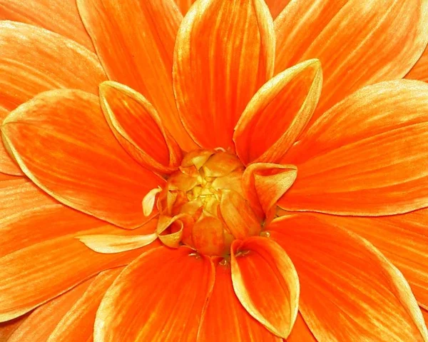 Letní Květiny Botanika Flóra — Stock fotografie