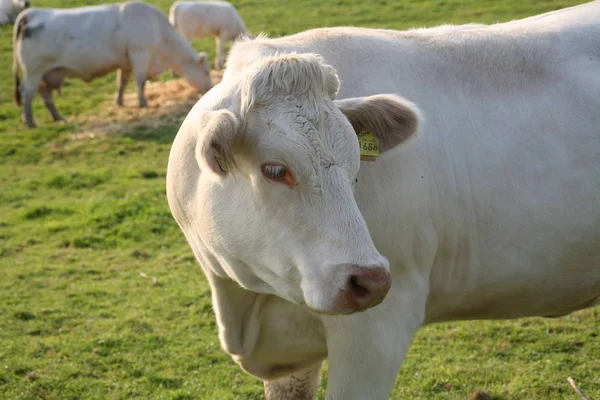 Vaches Dans Paysage Naturel Orientation Sélective — Photo