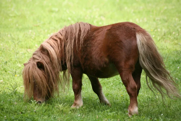 Horse Animal Nature Fauna — Stock Photo, Image