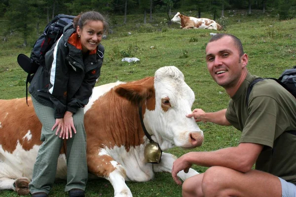 Encounter Cow — Stock Photo, Image