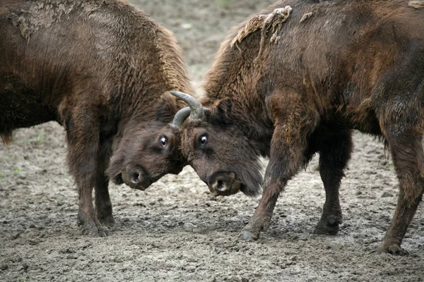 Bisonte Zoológico — Foto de Stock