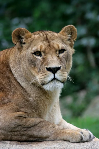 Leoa Animal Selvagem Grande Gato — Fotografia de Stock