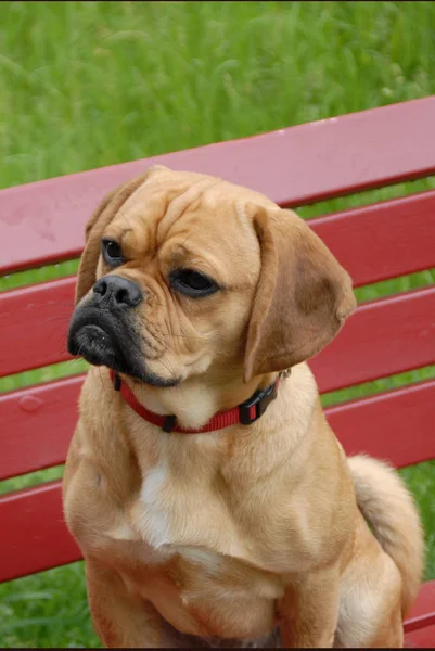 Retrato Cão Bonito — Fotografia de Stock