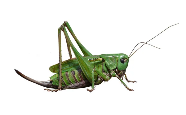 Sprinkhaneninsect Krekelwants — Stockfoto