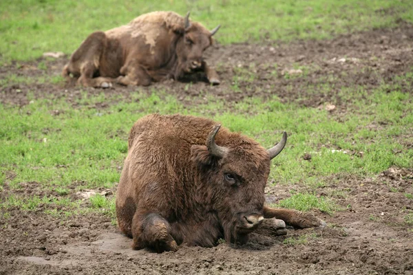 Různá Zvířata Selektivní Zaměření — Stock fotografie