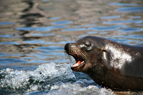 アザラシ 海洋動物 — ストック写真